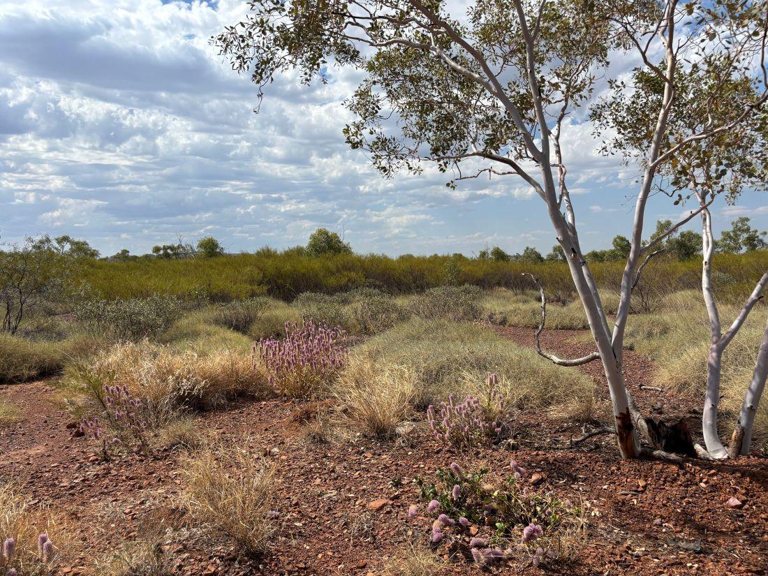 Semi-arid landscape with reddish soil, native grasses, purple wildflowers, and a white-barked tree under a partly cloudy sky.