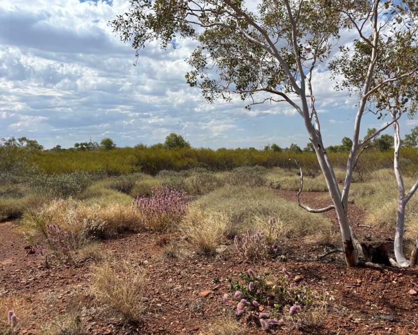 Semi-arid landscape with reddish soil, native grasses, purple wildflowers, and a white-barked tree under a partly cloudy sky.