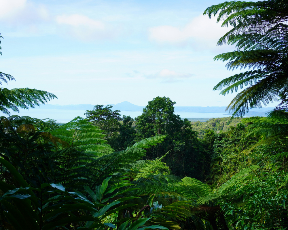 Daintree Rainforest, Cairns